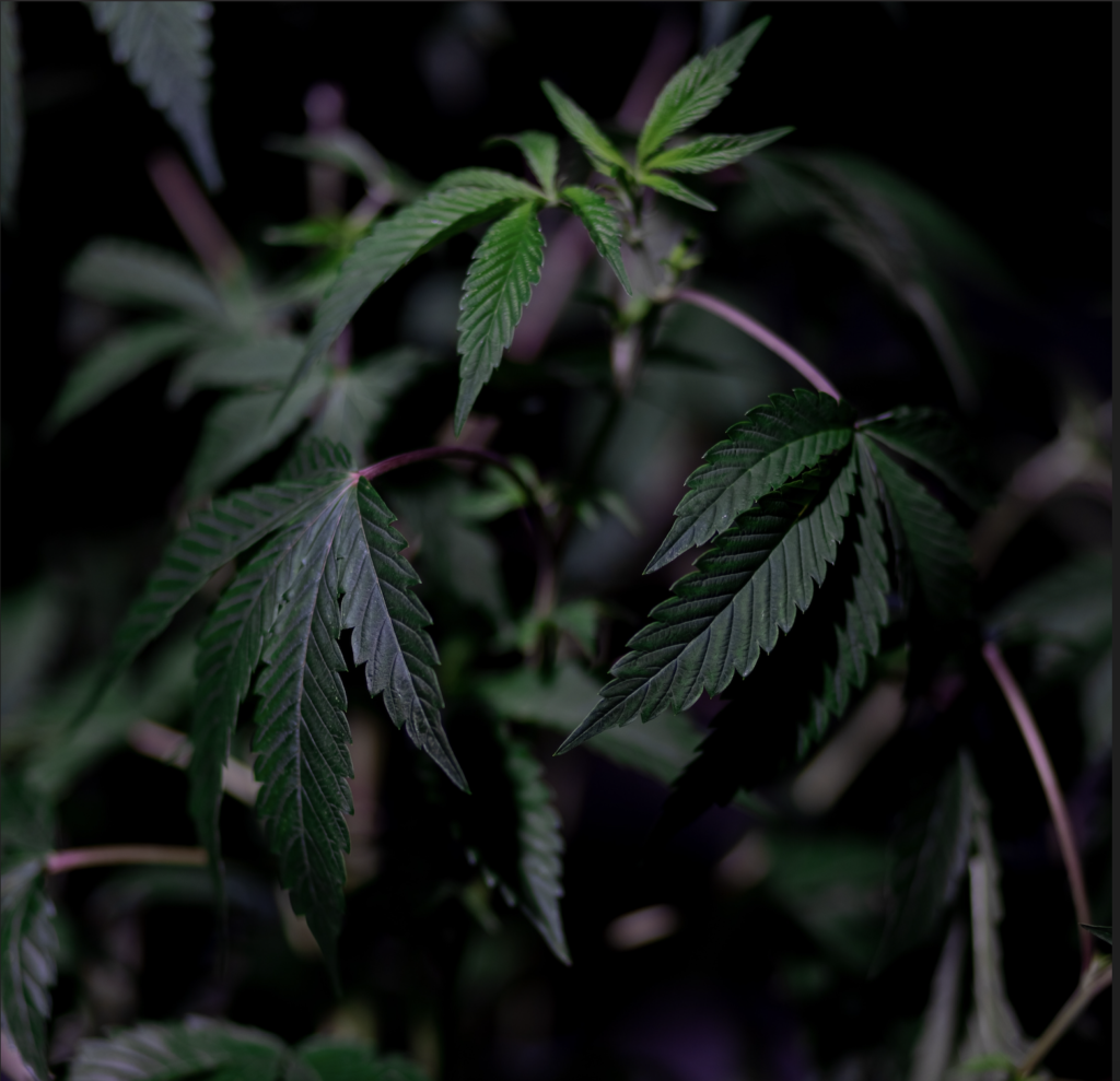 Alternative Finance Network Announces Groundbreaking M&A Financing For Cannabis Companies